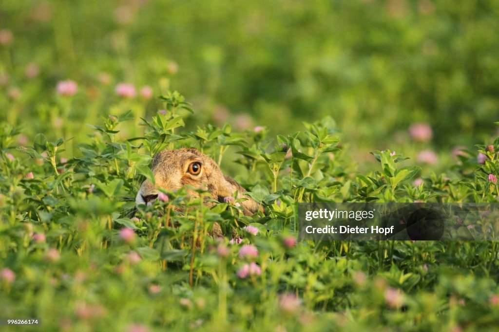 European hare (Lupus europaeus) in Red clover field (Trifolium pratense) Wachau, Lower Austria, Austria