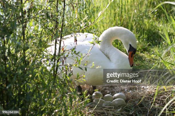 mute swan (cygnus olor) at the nest with eggs, allgaeu, bavaria, germany - broeden stockfoto's en -beelden