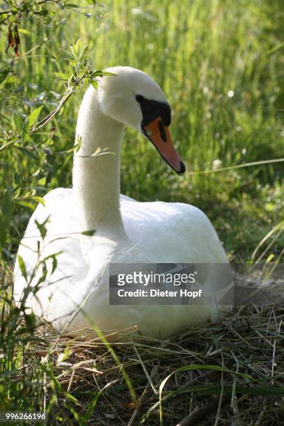 mute swan (cygnus olor) breeding on the nest, allgaeu, bavaria, germany - incubating stock pictures, royalty-free photos & images