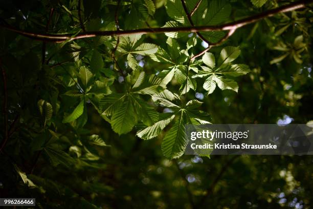 green trees with leaves from a low anlge view - kristina strasunske fotografías e imágenes de stock