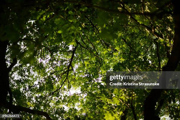 green trees with leaves from a low angle view - kristina strasunske fotografías e imágenes de stock