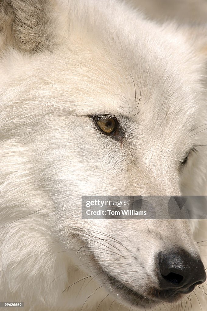 Wolf