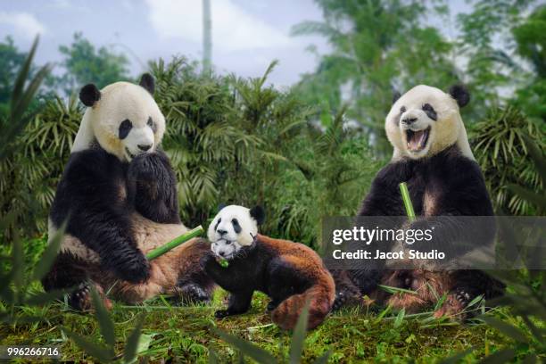 funny pandas - panda animal stock pictures, royalty-free photos & images