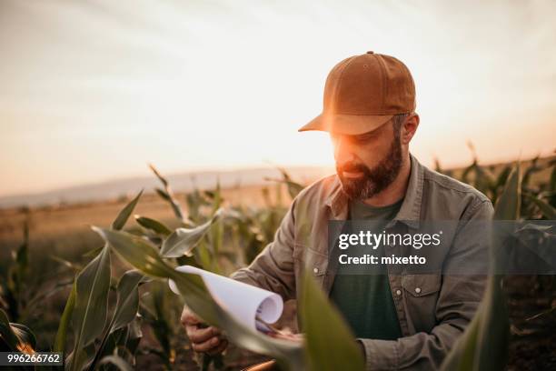 landwirt analyse pflanzen auf seinem gebiet - mixetto stock-fotos und bilder