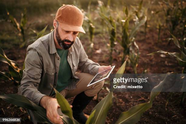 analyzing plants - agronomist stock pictures, royalty-free photos & images