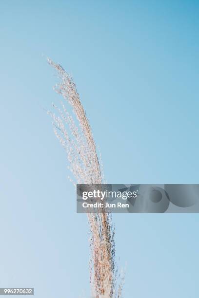 bulrush - ren stock pictures, royalty-free photos & images