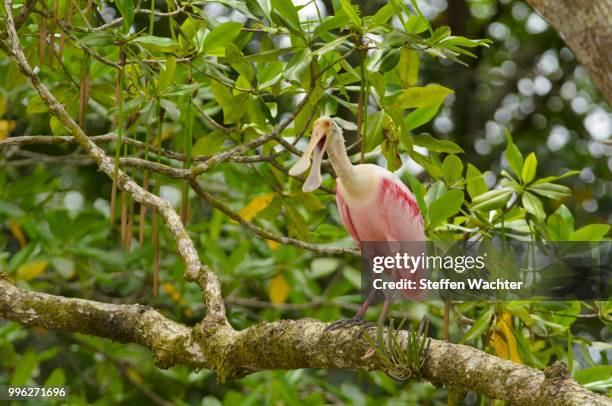 roseate spoonbill (platalea ajaja) perched on a branch, puntarenas province, costa rica - platalea ajaja stock pictures, royalty-free photos & images