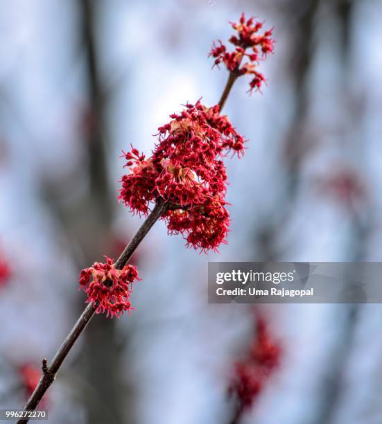 Ca Rajagopal 282 A Rajagopal Stock Photos, High-Res Pictures, and Images - Getty Images