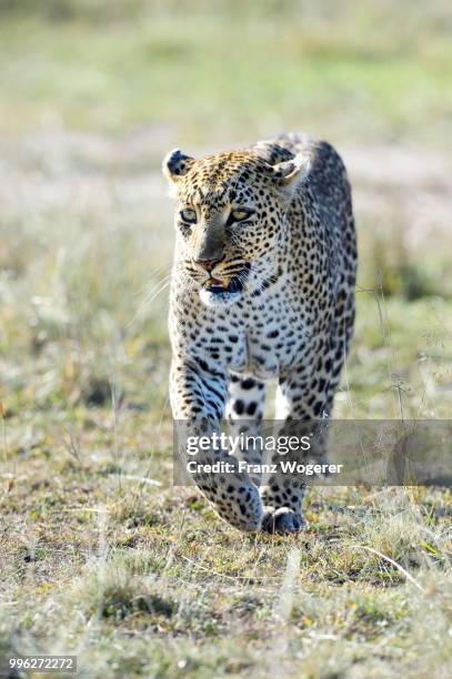 leopard (panthera pardus), walking, maasai mara national reserve, kenya - national wildlife reserve stockfoto's en -beelden