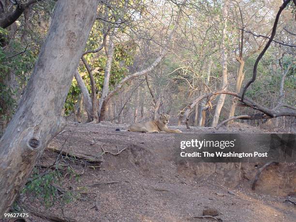 Lioness rests after a meal in the forest of Gir reserve, the only habitat in the world for the free-ranging Asiatic lions, a species similar to but...