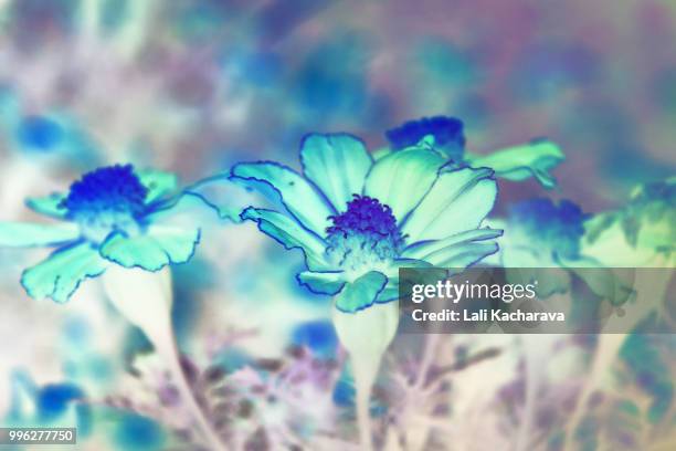 heavenly flowers - lali stockfoto's en -beelden