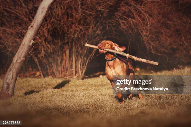 red hunter - dhole stock pictures, royalty-free photos & images