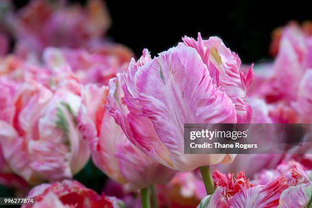 'apricot' parrot tulip - thane stock pictures, royalty-free photos & images