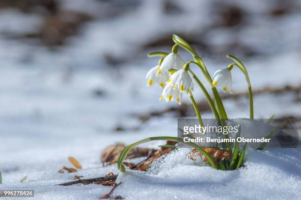 springflowers against the snow - snowdrops stockfoto's en -beelden