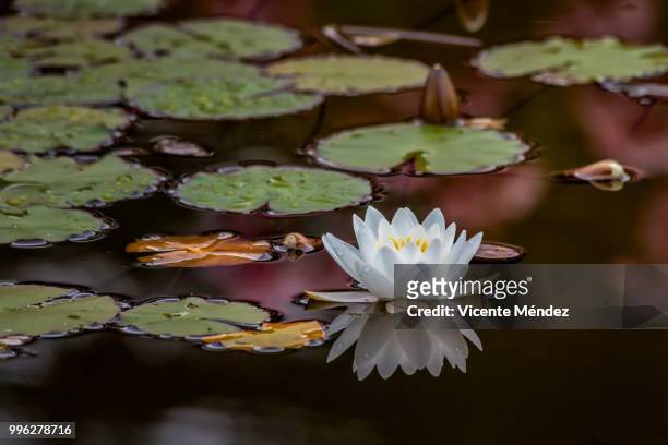 water lily flower - vicente méndez fotografías e imágenes de stock