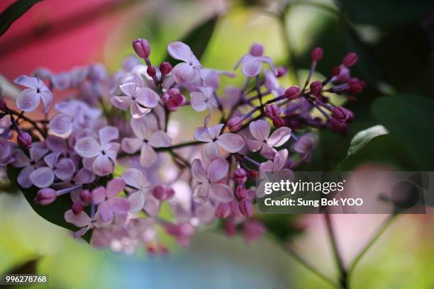 the spring lilacs - bok photos et images de collection