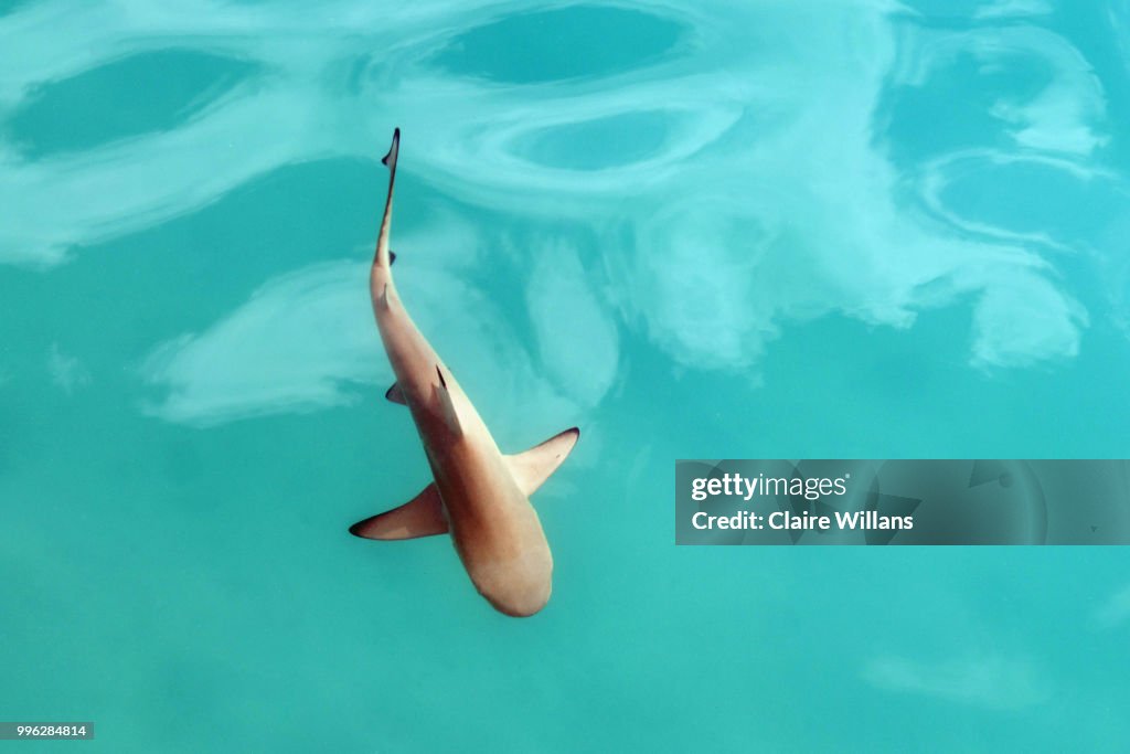 Black Tip Reef Shark High-Res Stock Photo - Getty Images