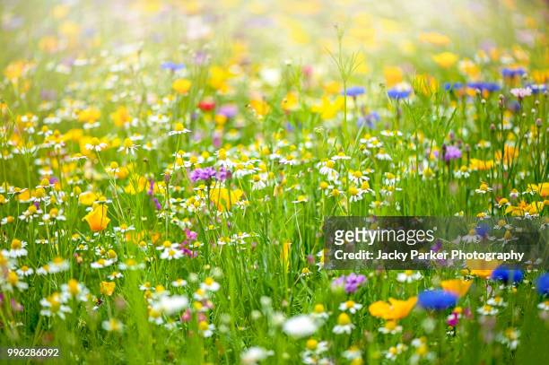 a collection of wildflowers in a meadow in the hazy summer sunshine - i blom bildbanksfoton och bilder