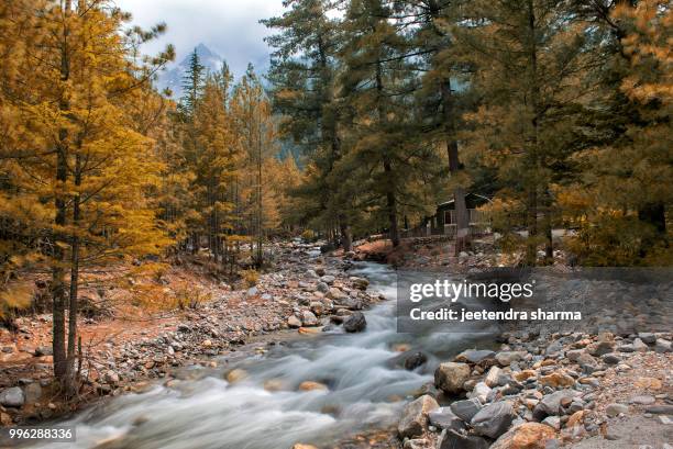 a himalayan stream - jeetendra stock pictures, royalty-free photos & images