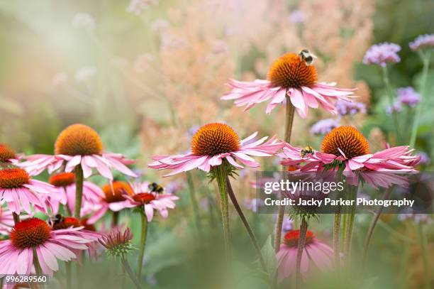 close-up image of the summer flowering perennial plant the purple coneflower also known as echinacea purpurea - equinácea fotografías e imágenes de stock