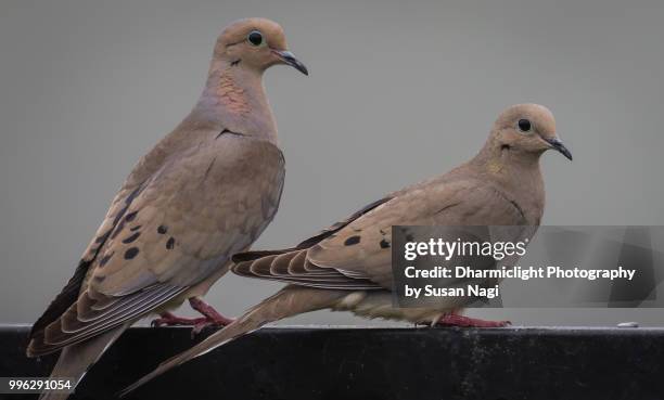 mourning dove pair - dove foto e immagini stock