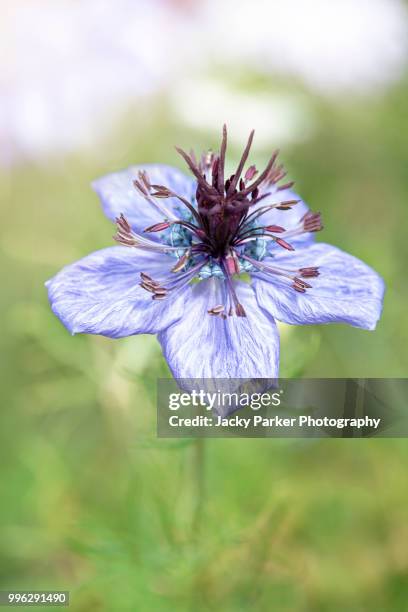 close-up image of the spring flowering  nigella papillosa 'delft blue' flower also known as love in a mist - iver stock pictures, royalty-free photos & images