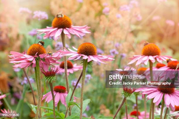 close-up image of the summer flowering perennial plant the purple coneflower also known as echinacea purpurea - iver stock pictures, royalty-free photos & images