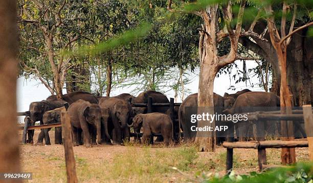 SriLanka-environment-conservation-elephant by Mel Gunasekera This picture taken on March 22 shows orphan baby elephants at a state-run Elephant...