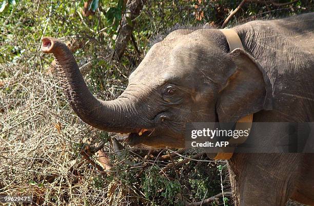 SriLanka-environment-conservation-elephant by Mel Gunasekera This picture taken on March 22 shows orphan baby elephant Rani, walking through shrub at...