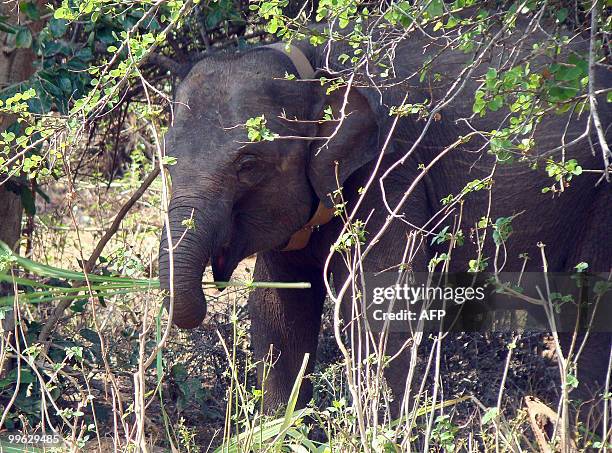 SriLanka-environment-conservation-elephant by Mel Gunasekera This picture taken on March 22 shows orphan baby elephant Rani, walking through shrub at...