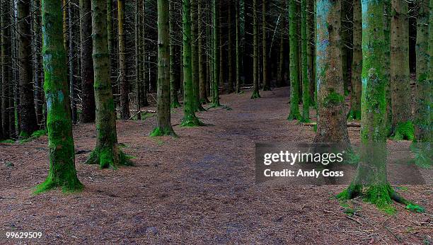 glenbarrow forest - ireland - county laois stock pictures, royalty-free photos & images