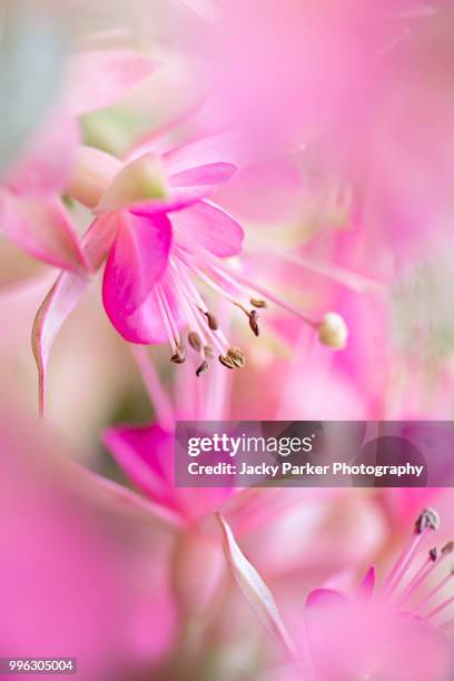 close-up image of a summer flowering vibrant pink fuchsia flower - iver stock pictures, royalty-free photos & images
