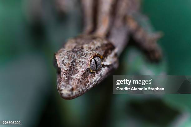 20160320-16.jpg - herpetology stock pictures, royalty-free photos & images