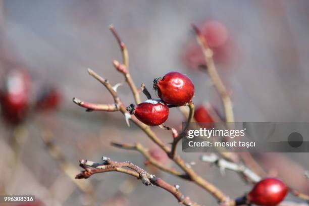 wild_rose - wild cherry tree stock-fotos und bilder
