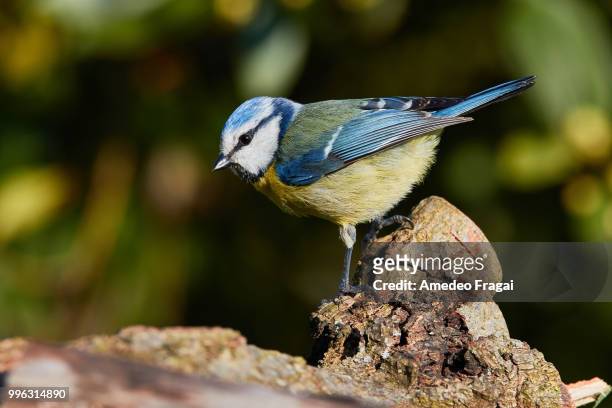 early eurasian blue tit - vulnerable species stock pictures, royalty-free photos & images