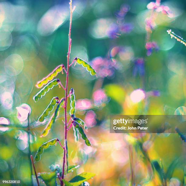 dreamtime - the dreamtime stockfoto's en -beelden