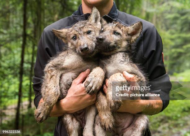 July 2018, Germany, Rosengarten: An animal keeper carries two wolf puppies at the wild life park Schwarze Berge . Eight weeks after being born, the...