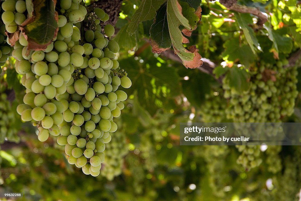 The grape season