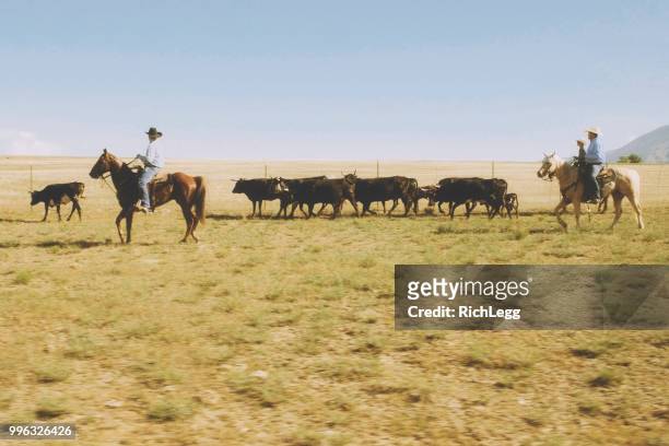 cowboy ranchers working cattle - pastorear imagens e fotografias de stock