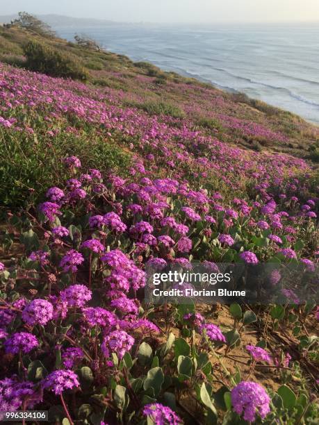 flowers on the cliffside - blume fotografías e imágenes de stock