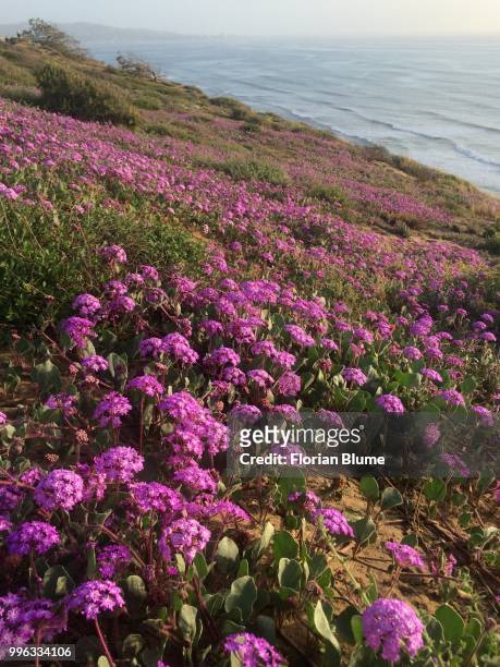 flowers on the cliffside - blume stock pictures, royalty-free photos & images