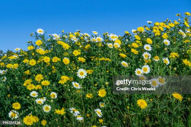 easter daisies - chris weeks stock pictures, royalty-free photos & images