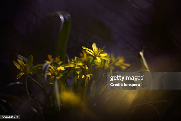 gagea lutea - gagea stock pictures, royalty-free photos & images