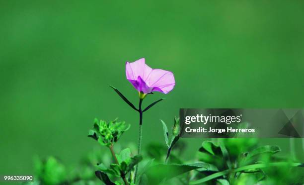 hurrah - hurrah stock pictures, royalty-free photos & images