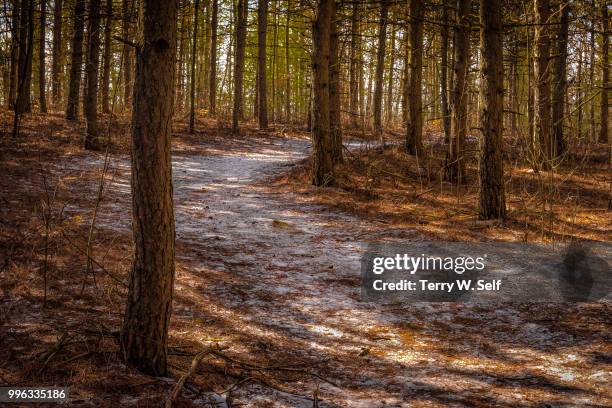 icy trail - terry woods stock pictures, royalty-free photos & images