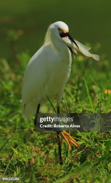 the fishery - little egret (egretta garzetta) stock pictures, royalty-free photos & images