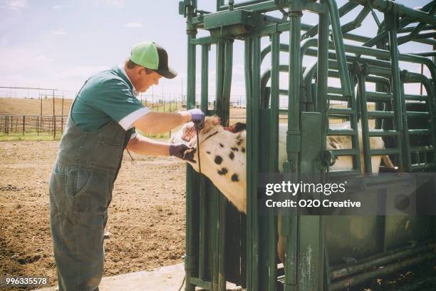 large animal livestock veterinarian - large cattle farm stock pictures, royalty-free photos & images