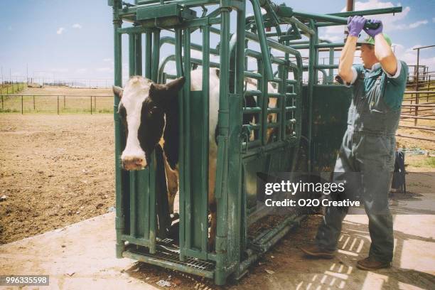 large animal livestock veterinarian - large cattle farm stock pictures, royalty-free photos & images