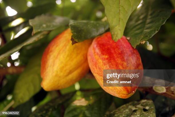 south america venezuela chuao cacao plantation - kaasjeskruidfamilie stockfoto's en -beelden
