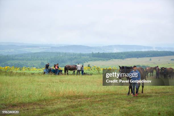 horses and wagons of the local christian and muslim romanies (gypsies) participating in the traditional national festivity in the neighborhood of baba kondu in the municipality of targovishte, bulgaria - pavel gospodinov stock pictures, royalty-free photos & images